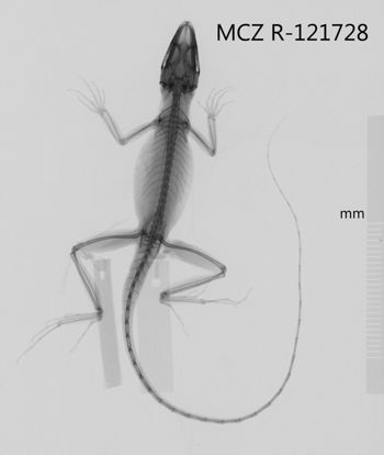 Media type: image;   Herpetology R-121728 Aspect: dorsoventral x-ray